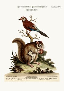 赤と青のブラジルのフィンチ。ムササビ、1749-73